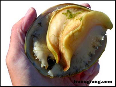 Quy trình sản xuất giống bào ngư của Nhật Bản Quy trình sản xuất giống bào ngư của Nhật Bản