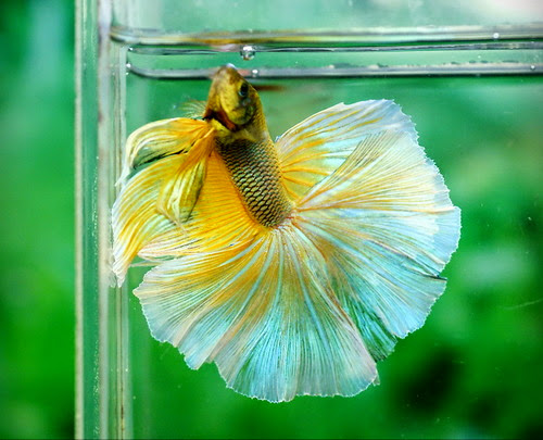 Giới thiệu tổng quan về cá betta Giới thiệu tổng quan về cá betta