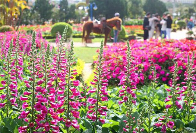 Lễ Hội Hoa Đà Lạt 2015 Du Lịch Đà Lạt