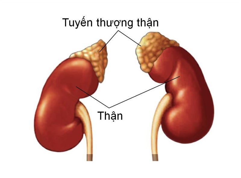 Tìm hiểu về độ lọc cầu thận Tìm hiểu về độ lọc cầu thận