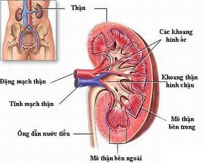 Ảnh hưởng của bệnh thận đối với thai kỳ Ảnh hưởng của bệnh thận đối với thai kỳ