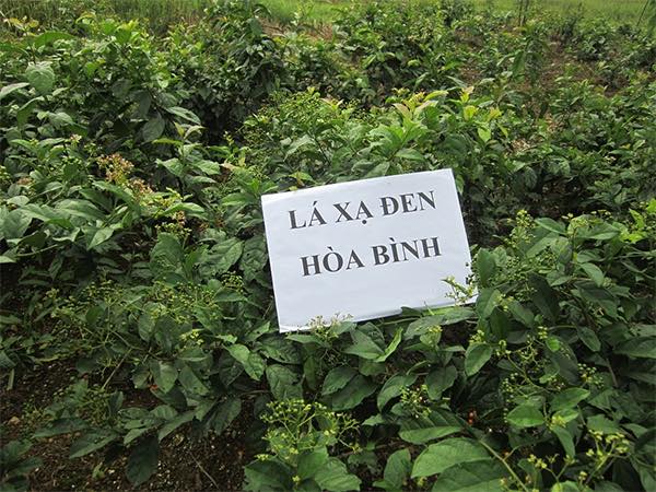 Lên mạng đọc báo tìm hiểu tôi đã khỏi ung thư bằng cây thuốc nam Lên mạng đọc báo tìm hiểu tôi đã khỏi ung thư bằng cây thuốc nam