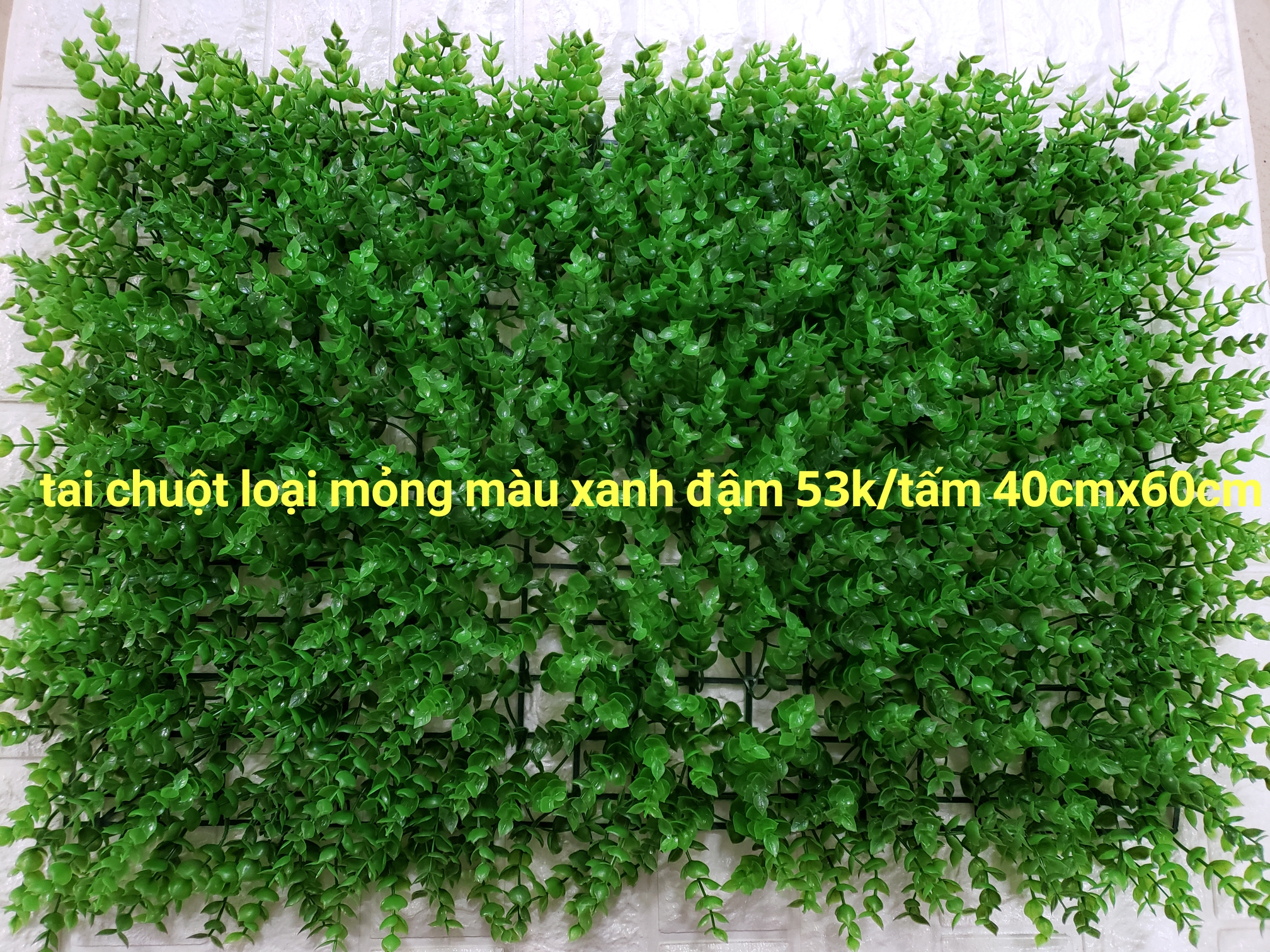 Vỉ lá tai chuột màu xanh đậm