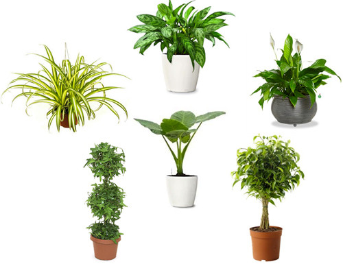 Những cây cảnh trong nhà giúp lọc không khí Những cây cảnh trong nhà giúp lọc không khí
