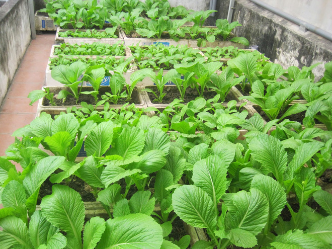Chia sẻ bí quyết trồng rau sạch tại nhà ai cũng cần biết Chia sẻ bí quyết trồng rau sạch tại nhà ai cũng cần biết