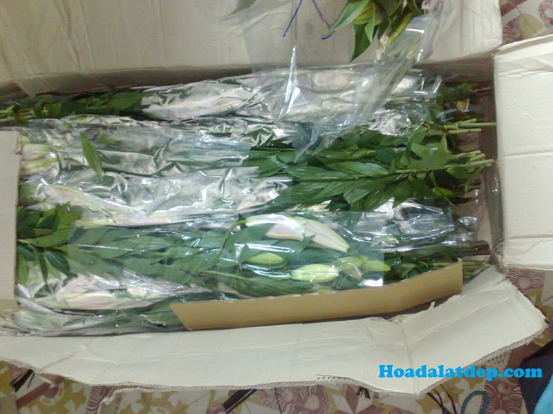 Quy Trình Đặt Và Nhận Hoa Hoa Đà Lạt Đẹp