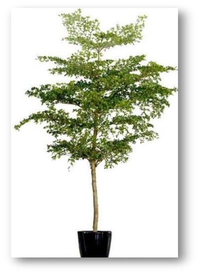 Cho thuê cây để sàn - ĐB02 – Bàng đài loan