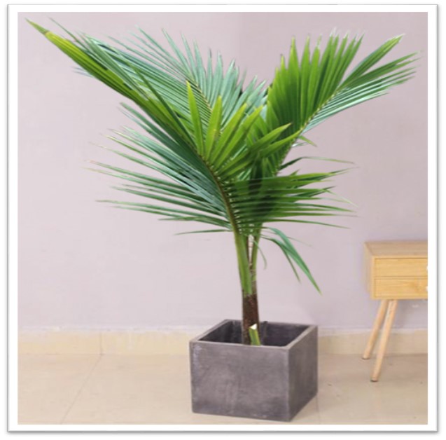Cho thuê cây để sàn -ĐB10 – Cây dừa