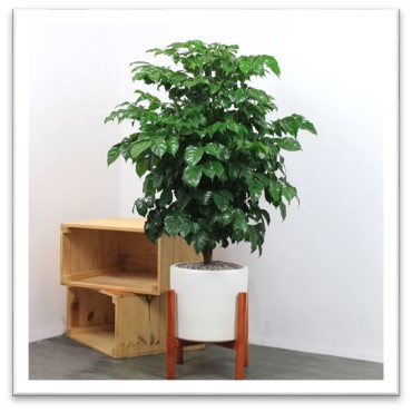 Cho thuê cây để sàn -H1- Hạnh phúc