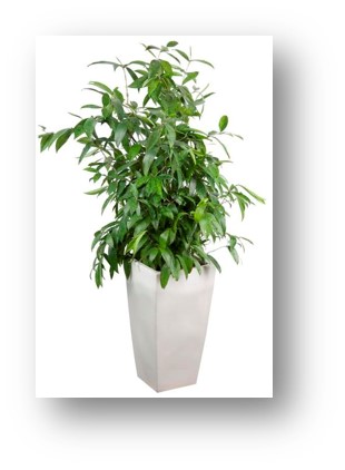 Cho thuê cây để sàn -T14- Trúc nhật xanh